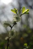 Salix aurita