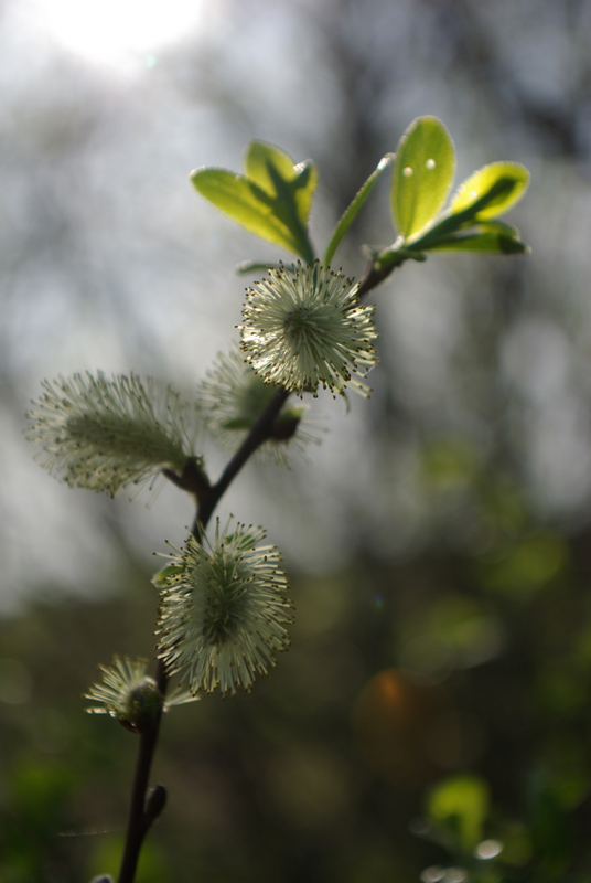Изображение особи Salix aurita.