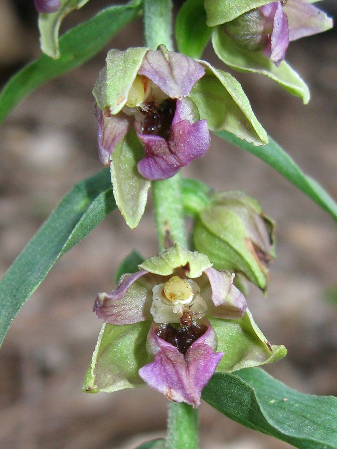 Изображение особи Epipactis helleborine.