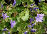 Campanula garganica