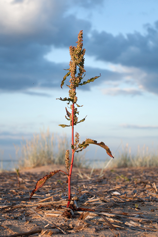 Изображение особи Rumex crispus.