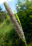 Phleum pratense