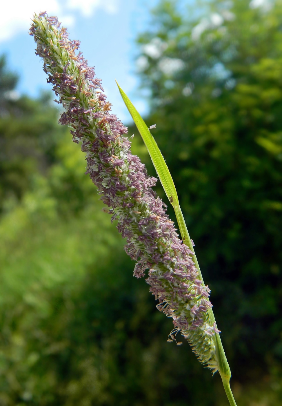 Image of Phleum pratense specimen.