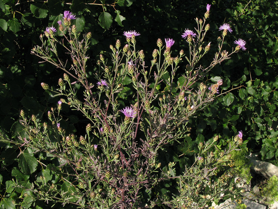 Image of Centaurea biebersteinii specimen.