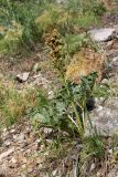 Rheum cordatum. Плодоносящее растение. Южный Казахстан, каньон Даубаба, правый берег. 05.05.2012.