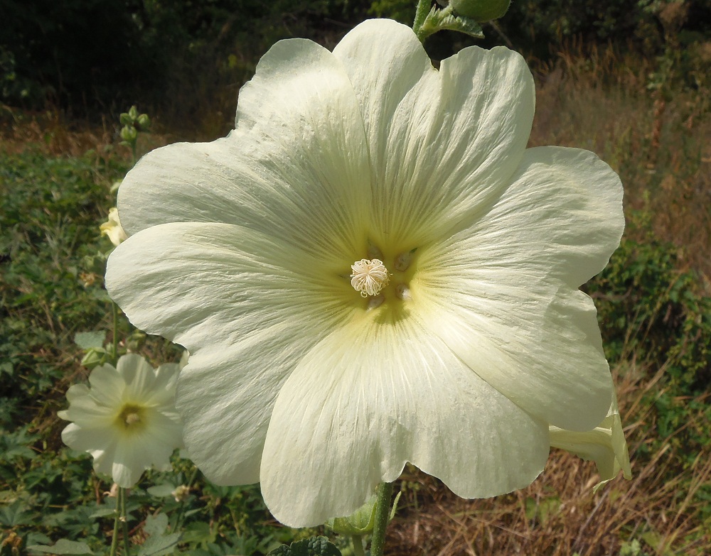 Image of Alcea rugosa specimen.