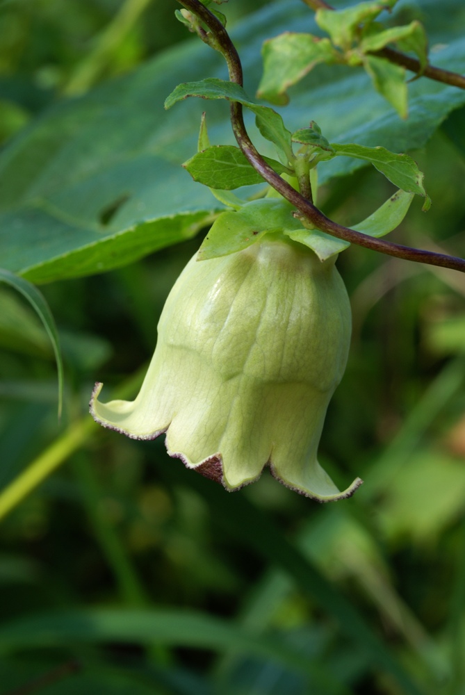 Изображение особи Codonopsis lanceolata.