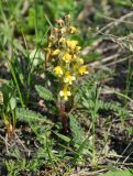 Pedicularis oederi. Цветущее растение. Камчатский край, Ключевская группа вулканов, окрестности перевала Толуд. 20.07.2013.