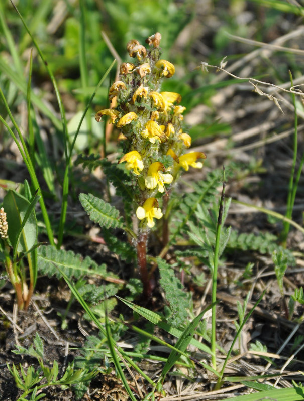 Изображение особи Pedicularis oederi.