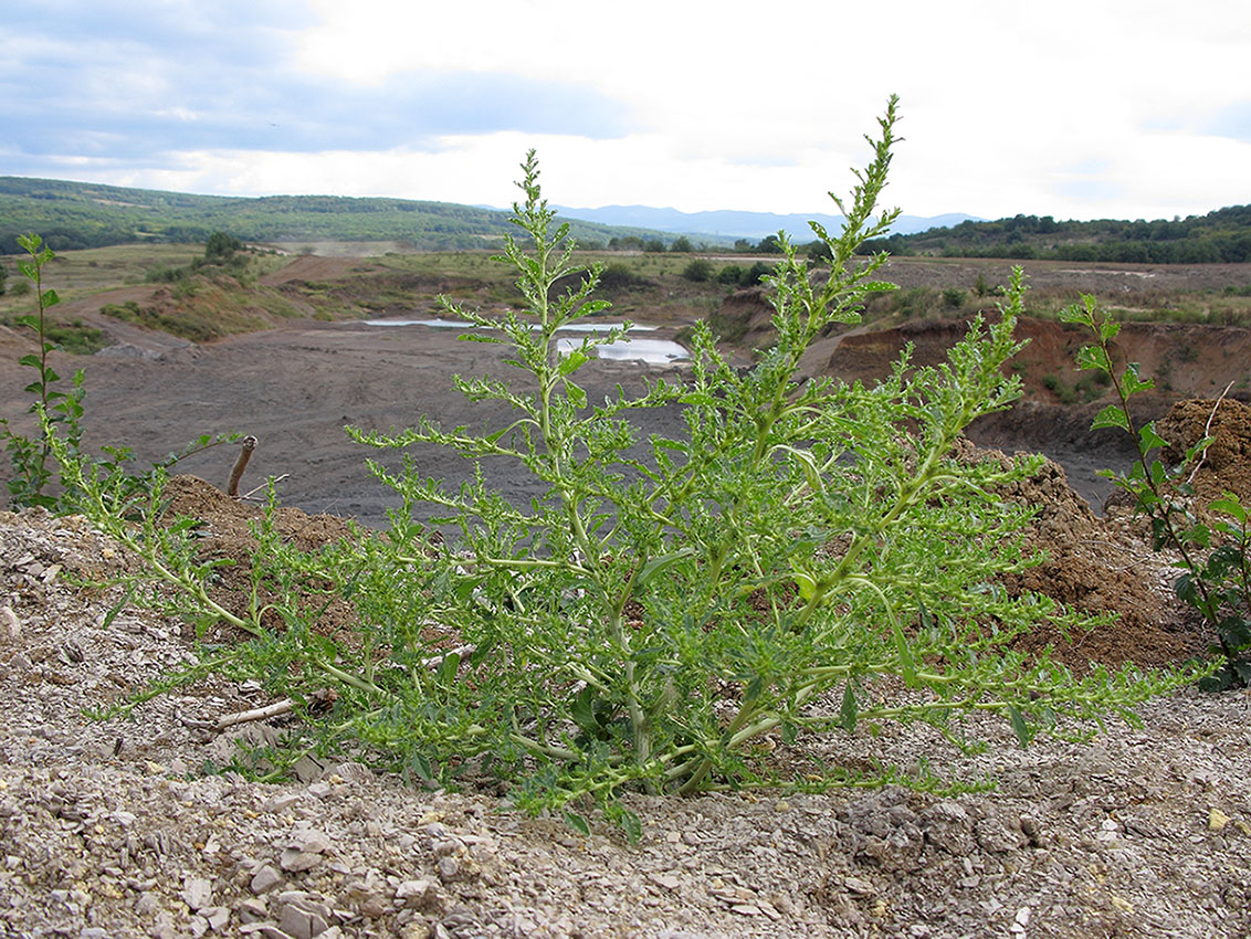 Image of Amaranthus albus specimen.