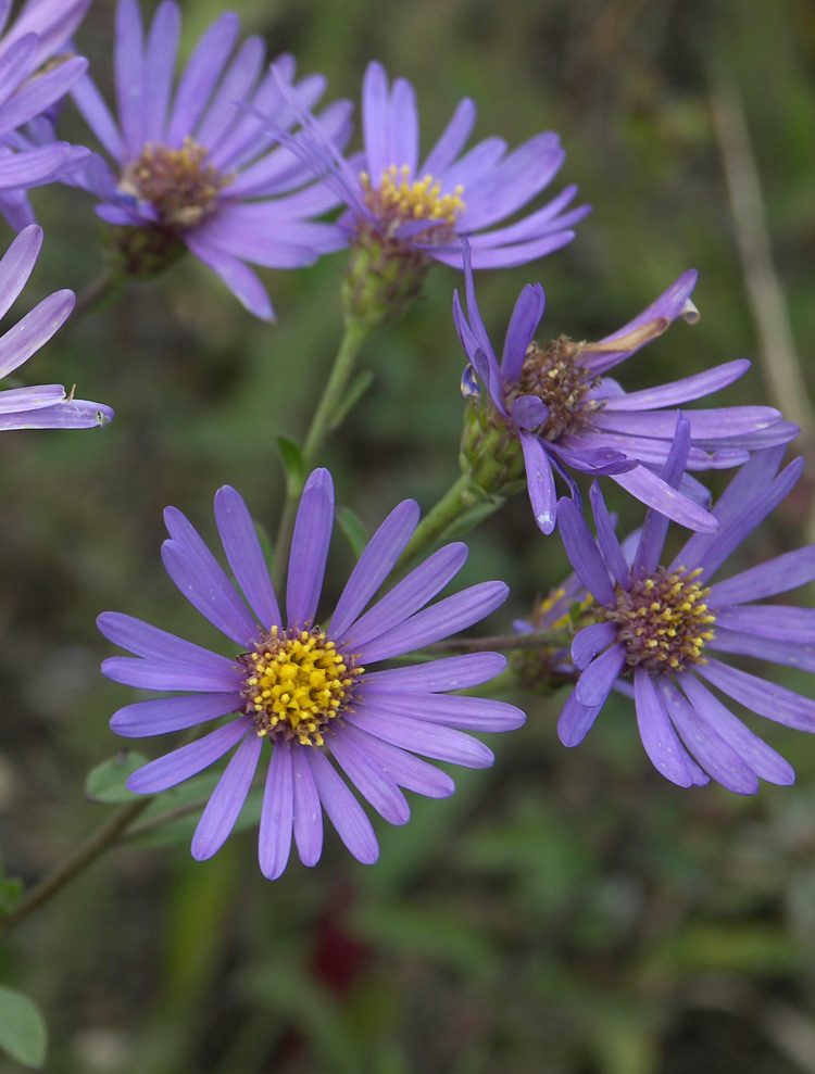 Изображение особи Aster bessarabicus.