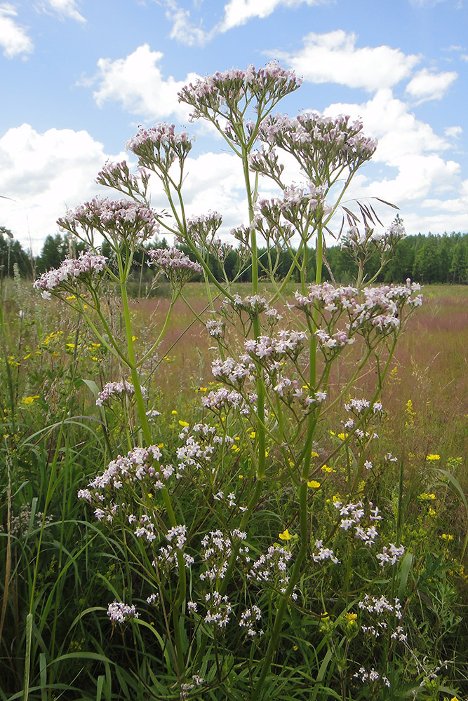 Image of Valeriana transjenisensis specimen.