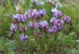 Oxytropis sordida. Цветущее растение. Кольский п-ов, Хибины, подножие у южного склона массива Кукисвумчорр. 18.06.2013.