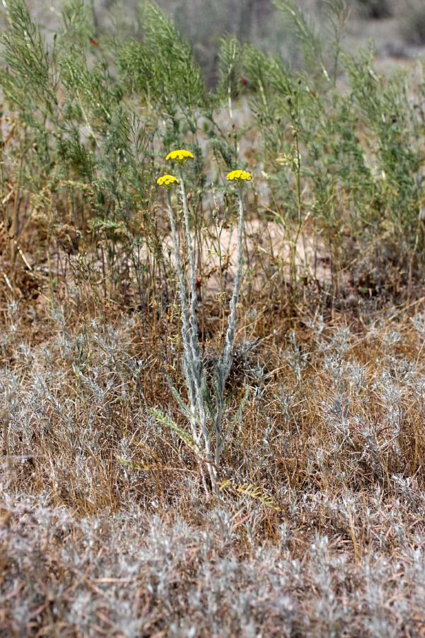 Изображение особи Pseudohandelia umbellifera.