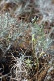 Astragalus campylotrichus