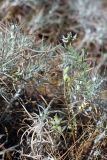 Astragalus campylotrichus. Верхушка плодоносящего растения. Южный Казахстан, восточная граница пустыни Кызылкум. 07.05.2013.