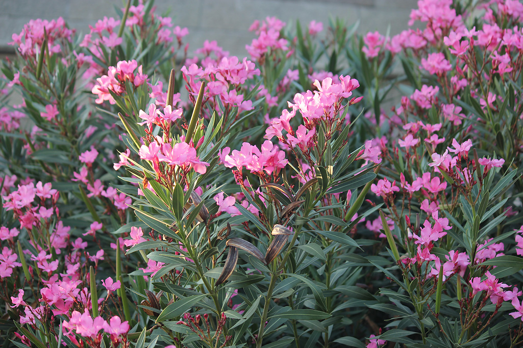 Изображение особи Nerium oleander.