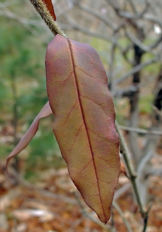 Изображение особи Ligustrum yezoense.