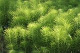 Equisetum telmateia