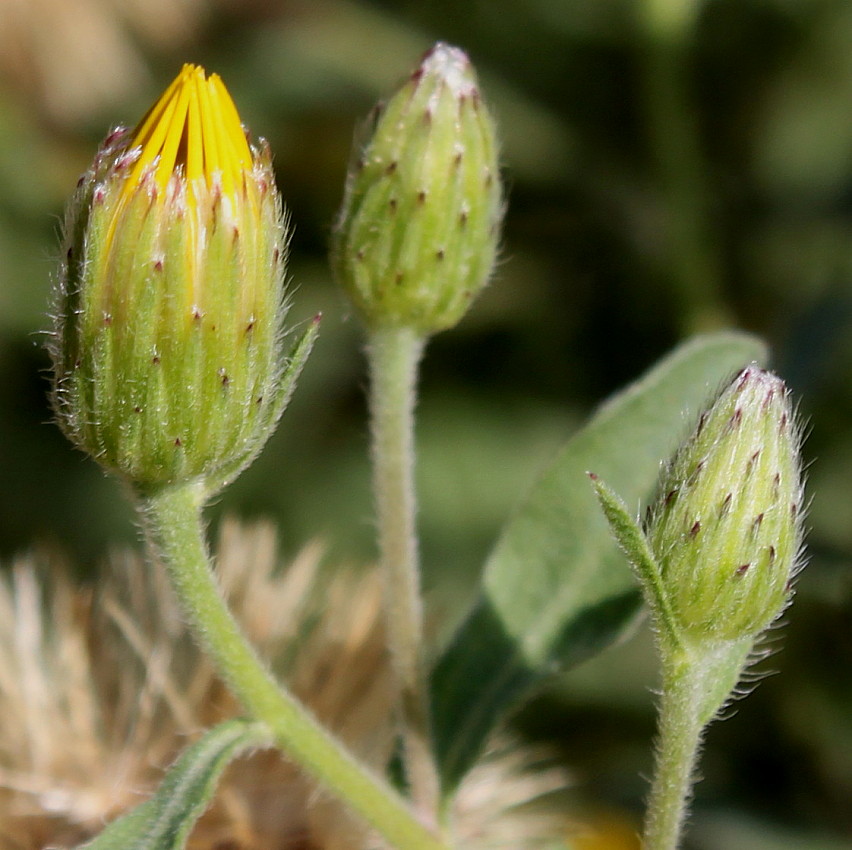 Изображение особи Heterotheca villosa.