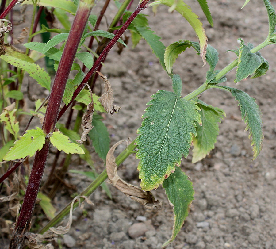 Image of Verbena hastata specimen.