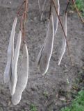 Wisteria floribunda