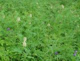 Astragalus uliginosus