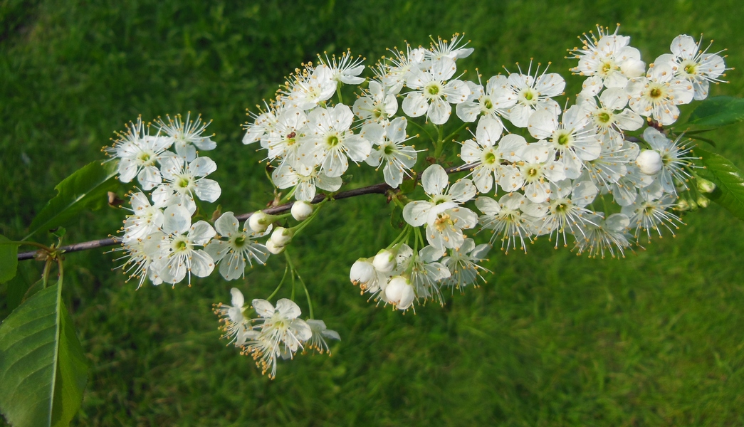 Изображение особи Cerasus pensylvanica.