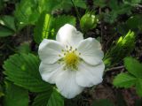 Fragaria viridis. Аномальный цветок с 6 лепестками. Пермский край, окр. г. Кунгур, дорога Чусовой-Кунгур, луг вдоль дороги. 13.06.2013.