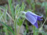 Pulsatilla regeliana. Цветок. Иркутская обл., Иркутский р-н, левый берег р. Иркут, редкий лес. 01.06.2013.