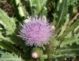 Cirsium esculentum. Распустившееся и нераспустившиеся соцветия и основания листьев. Восточный Казахстан, Уланский р-н, окр. с. Украинка, луг. 19.08.2012.