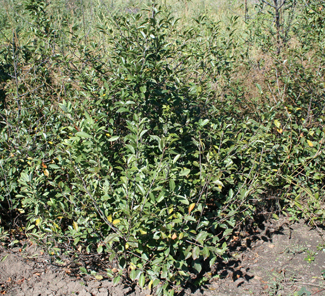 Image of Cerasus fruticosa specimen.