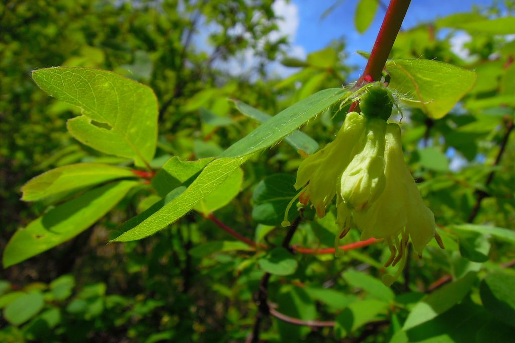 Image of Lonicera altaica specimen.