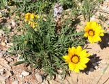 род Gazania