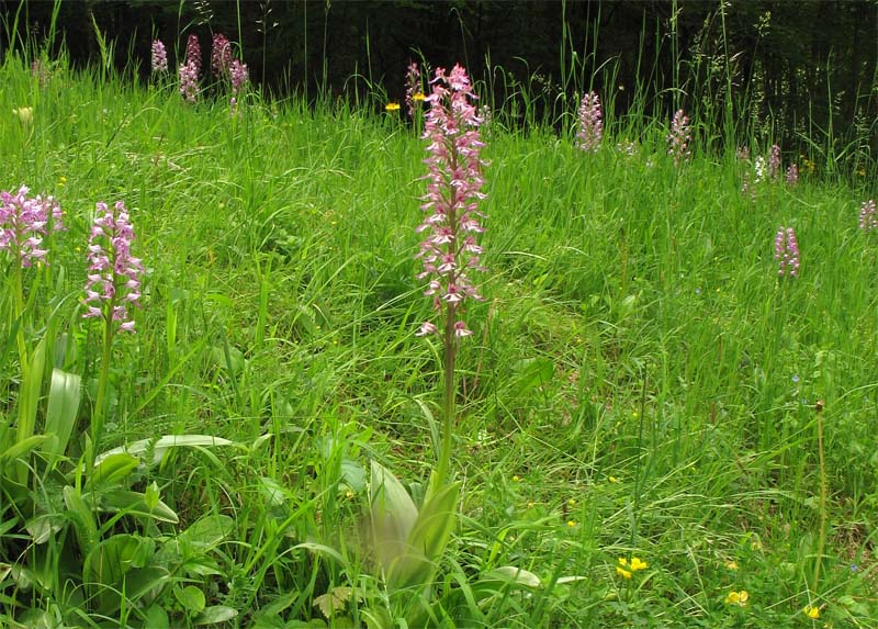 Image of Orchis × hybrida specimen.