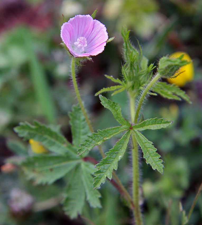 Image of Malva setigera specimen.