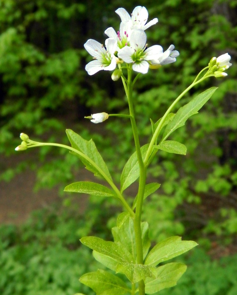 Image of Cardamine amara specimen.