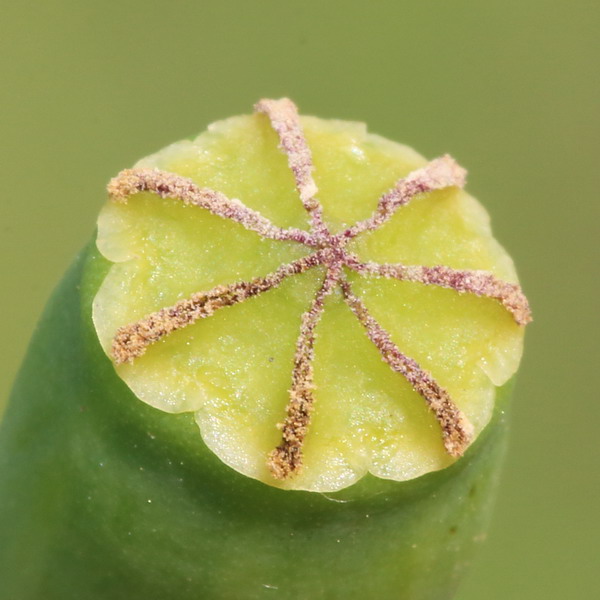 Image of Papaver albiflorum specimen.