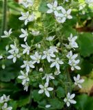 Saxifraga rotundifolia. Средняя часть соцветия. Германия, г. Дюссельдорф, Ботанический сад университета. 04.05.2014.
