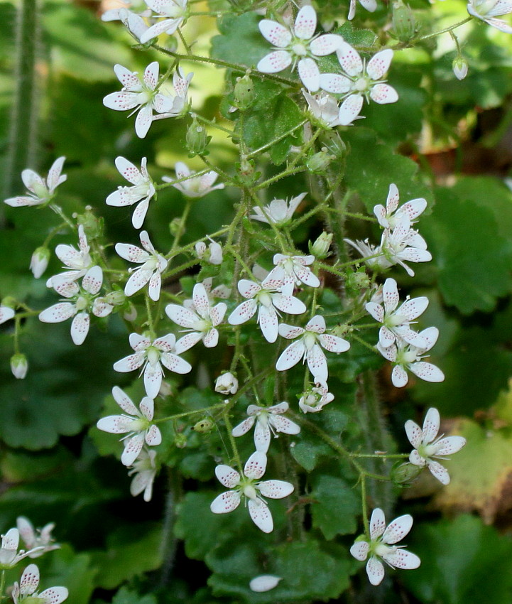 Image of Saxifraga rotundifolia specimen.