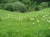 Filipendula vulgaris. Аспект цветущих растений на лугу на склоне горы. Ставропольский край, г. Кисловодск, парк (43°53′27,94″ с.ш., 42°43′58,45″ в.д.). 02.06.2014.