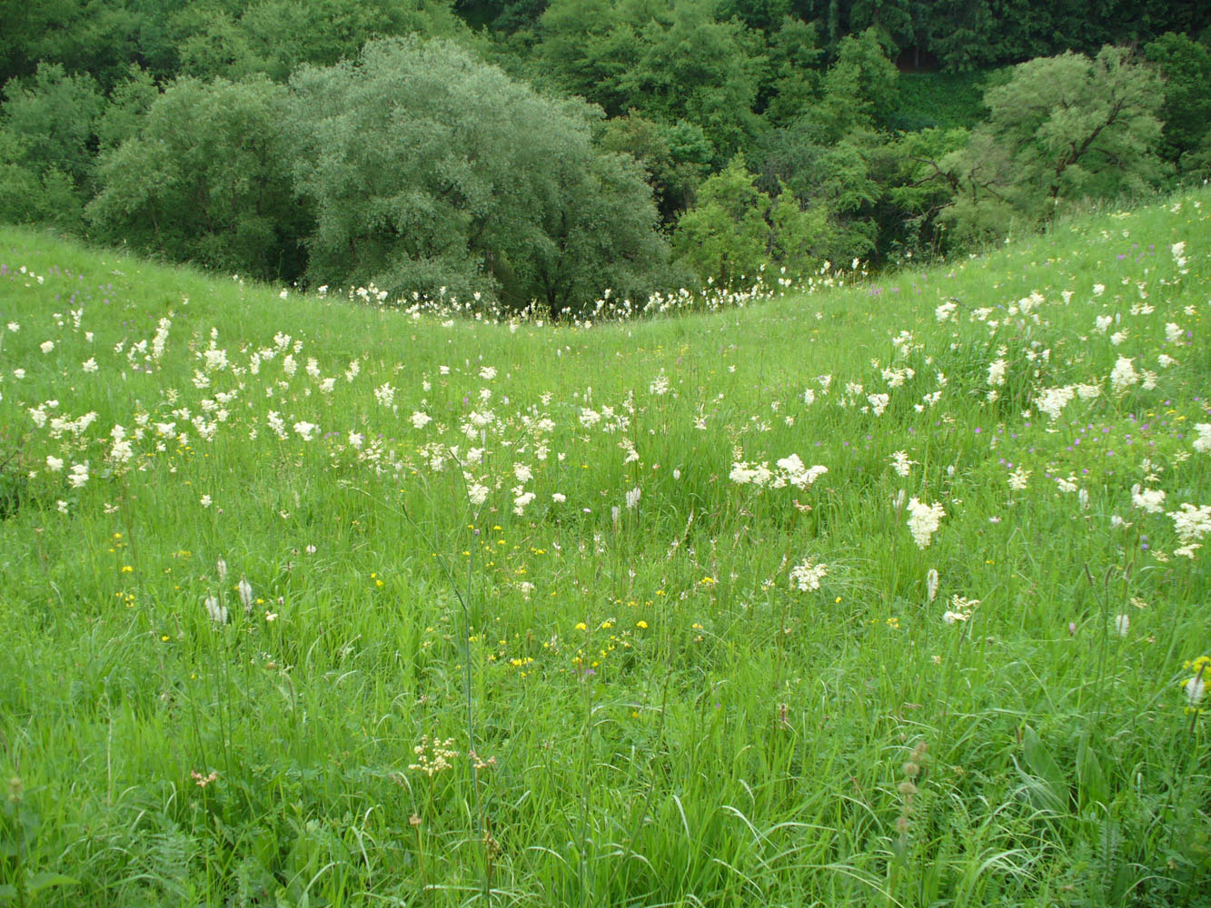 Изображение особи Filipendula vulgaris.