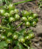 Coriandrum sativum. Невызревшие плоды. Германия, г. Дюссельдорф, Ботанический сад университета. 02.06.2014.