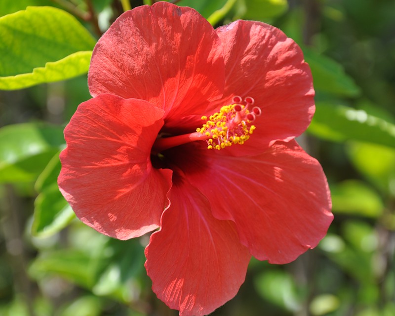 Image of Hibiscus rosa-sinensis specimen.