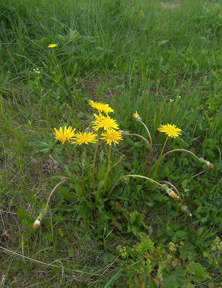 Image of Taraxacum stenocephalum specimen.