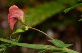 Lathyrus marmoratus