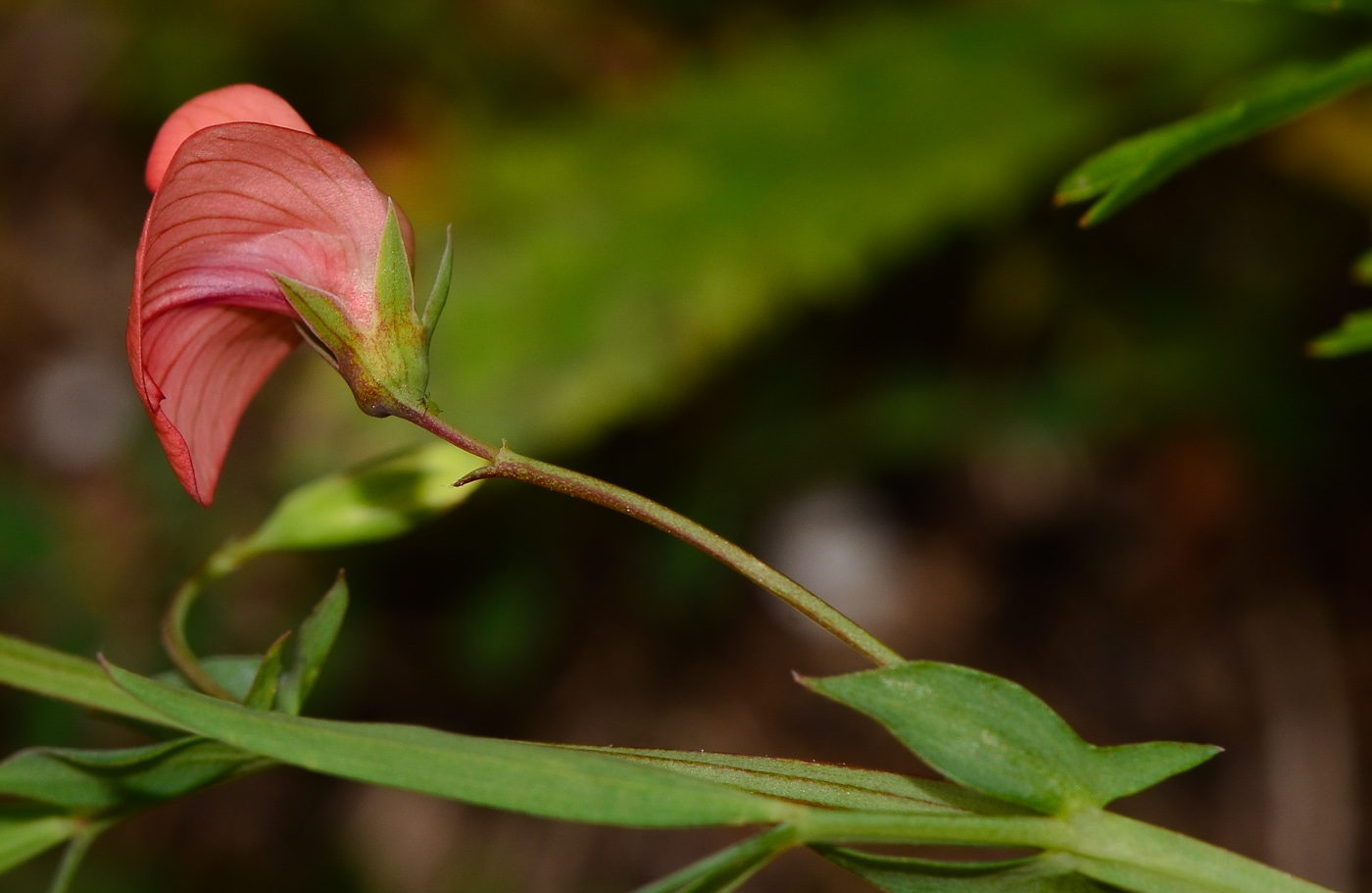 Image of Lathyrus marmoratus specimen.