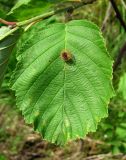 Alnus incana