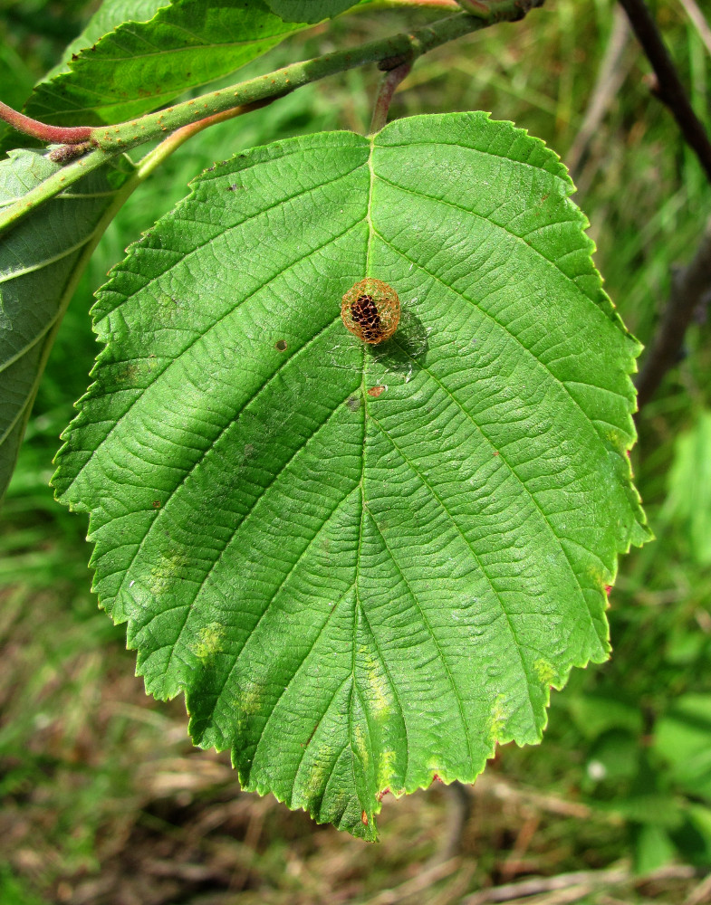 Image of Alnus incana specimen.