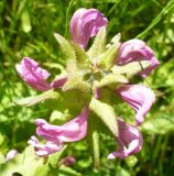 Pedicularis resupinata
